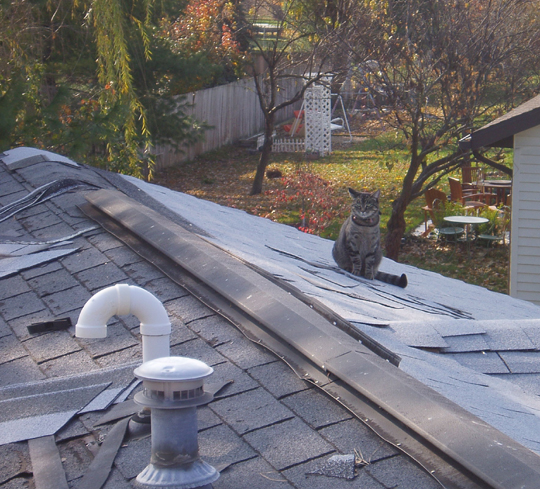 roof 3